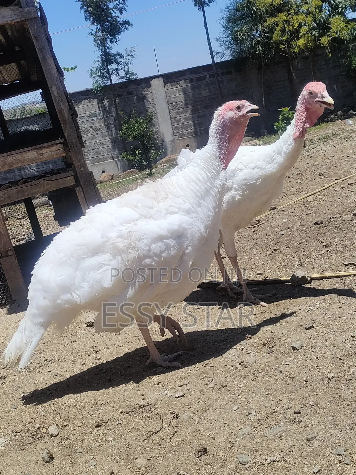 White Holland Turkeys