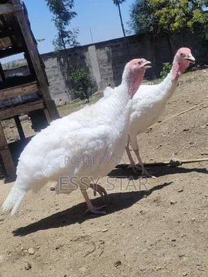 White Holland Turkeys