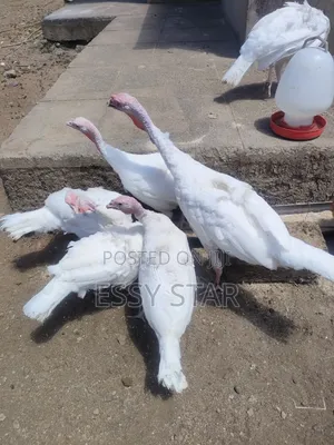 White Holland Turkeys