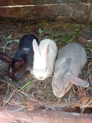 Rabbits Farming