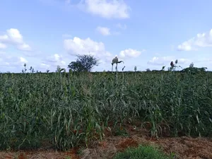 Kwetu Gardens