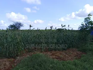 Kwetu Gardens