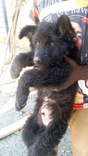 1-3 months Male Purebred German Shepherd