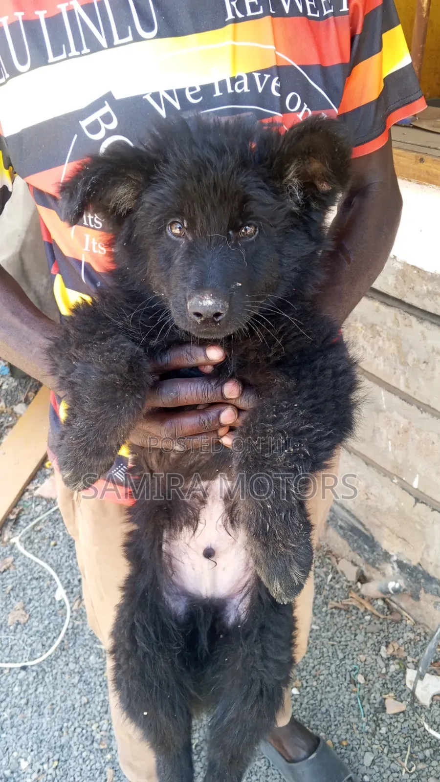 1-3 months Male Purebred German Shepherd