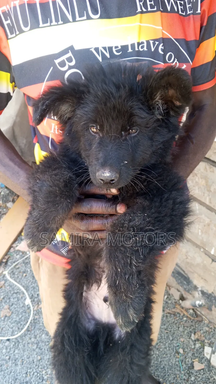 1-3 months Male Purebred German Shepherd