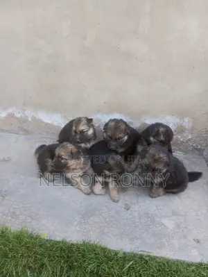 0-1 month Male Purebred German Shepherd