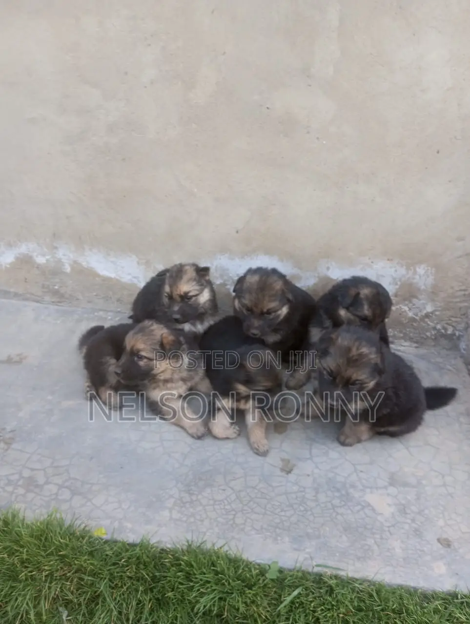 0-1 month Male Purebred German Shepherd
