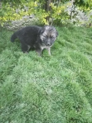 0-1 month Male Purebred German Shepherd