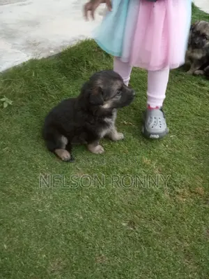 0-1 month Male Purebred German Shepherd