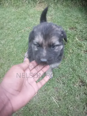 0-1 month Male Purebred German Shepherd