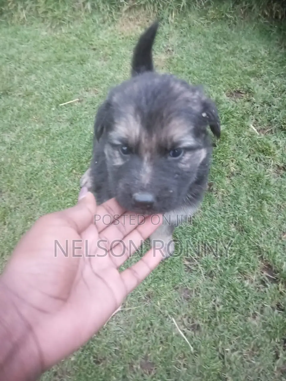 0-1 month Male Purebred German Shepherd