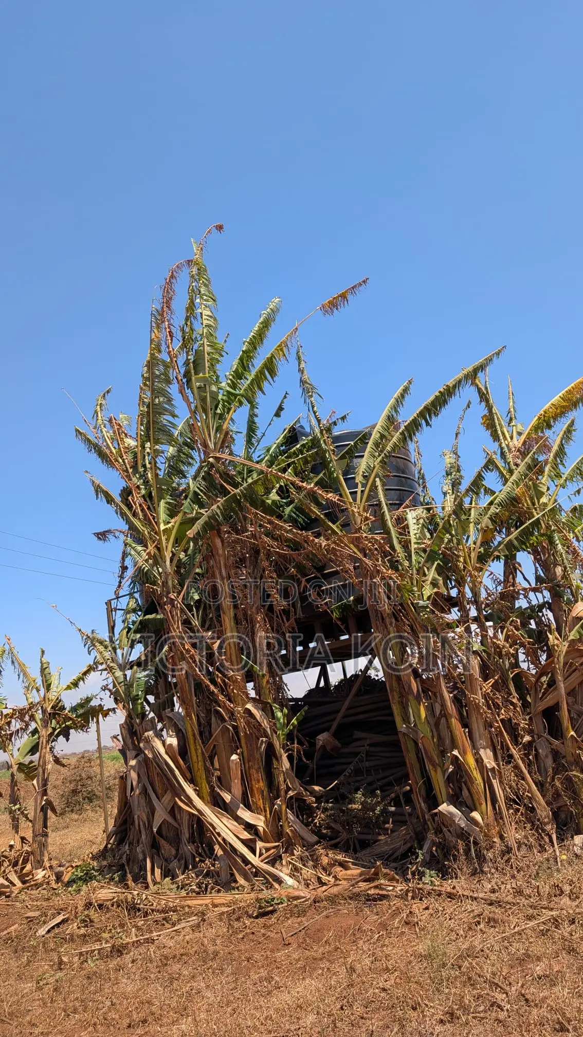 10-Acre Ready-to-Farm Agricultural Land for Sale – Loitokitok/Kimana