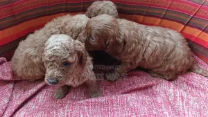0-1 month Male Purebred Poodle