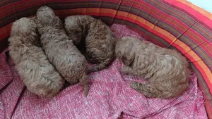 0-1 month Male Purebred Poodle