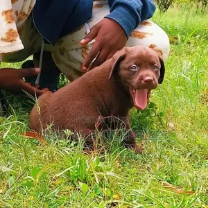1-3 months Male Purebred Labrador Retriever