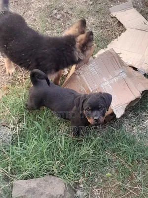 1-3 months Female Purebred Rottweiler