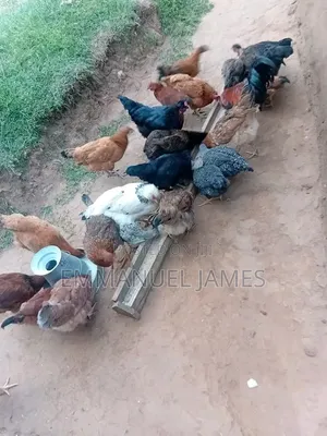 Kienyeji Chicken