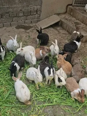 Hybrid Rabbit