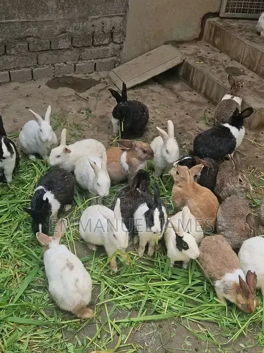 Hybrid Rabbit