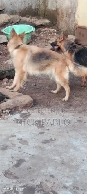 1+ year Female Mixed Breed German Shepherd