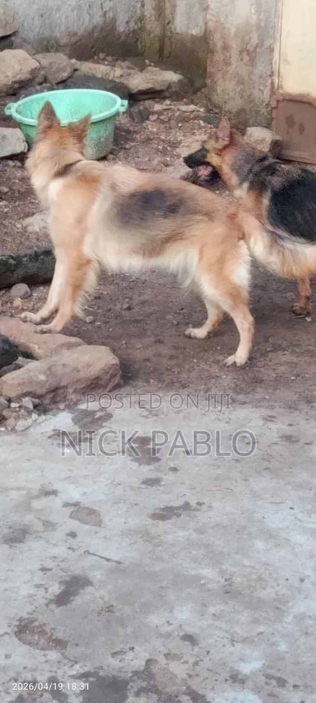 1+ year Female Mixed Breed German Shepherd