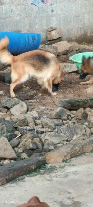 1+ year Female Mixed Breed German Shepherd