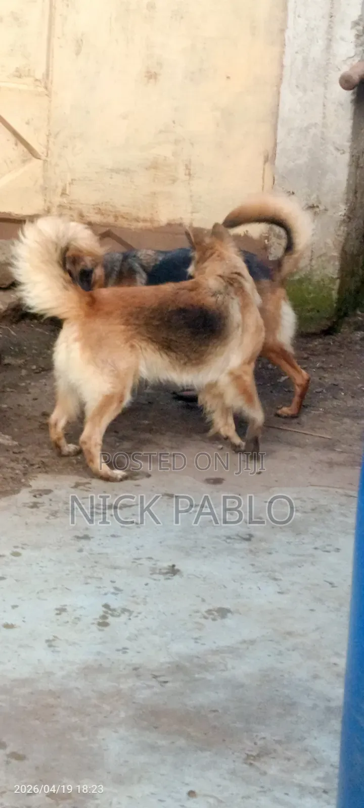 1+ year Female Mixed Breed German Shepherd