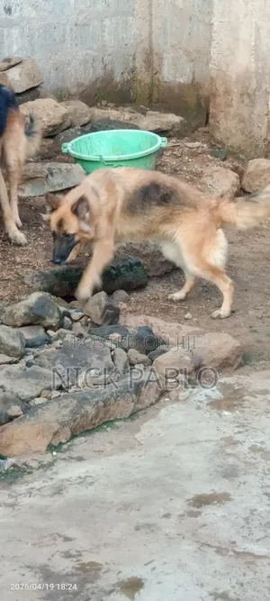 1+ year Female Mixed Breed German Shepherd