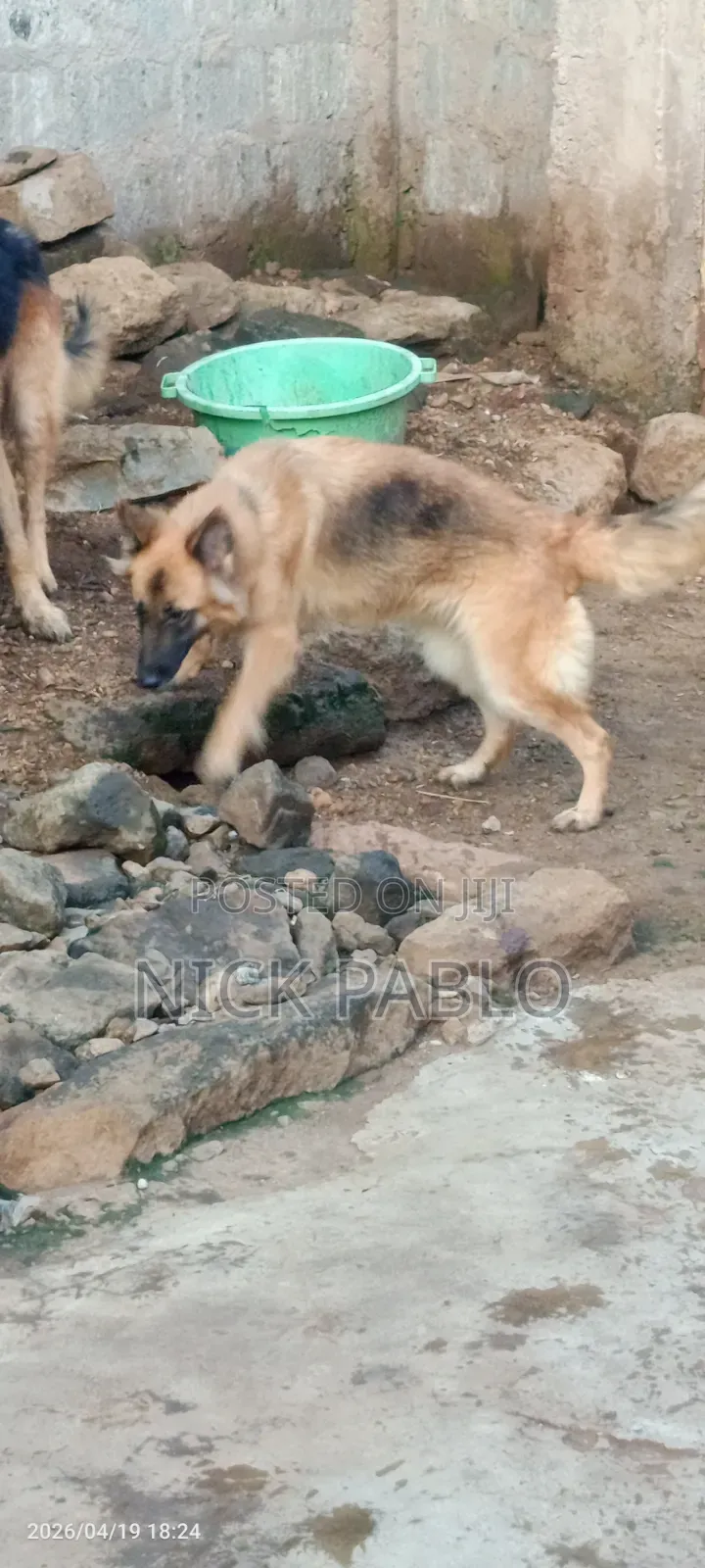 1+ year Female Mixed Breed German Shepherd