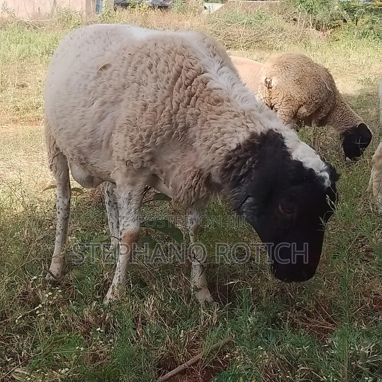 Breeding Ram
