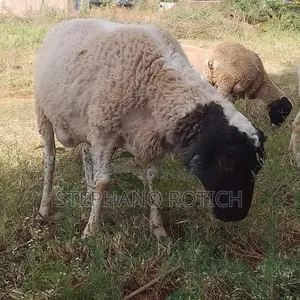 Breeding Ram