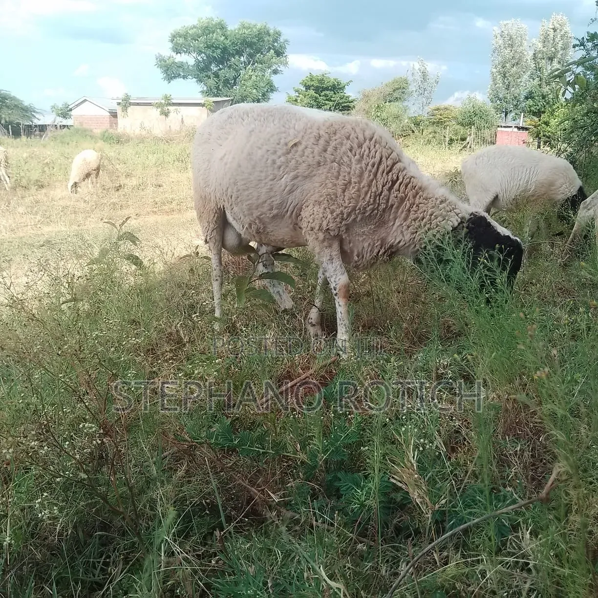Breeding Ram