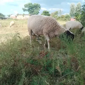 Breeding Ram