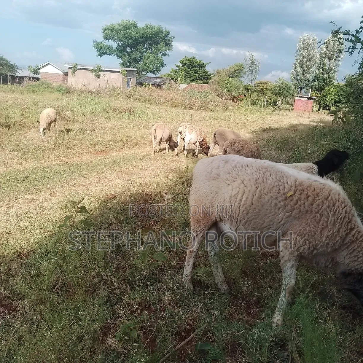 Breeding Ram