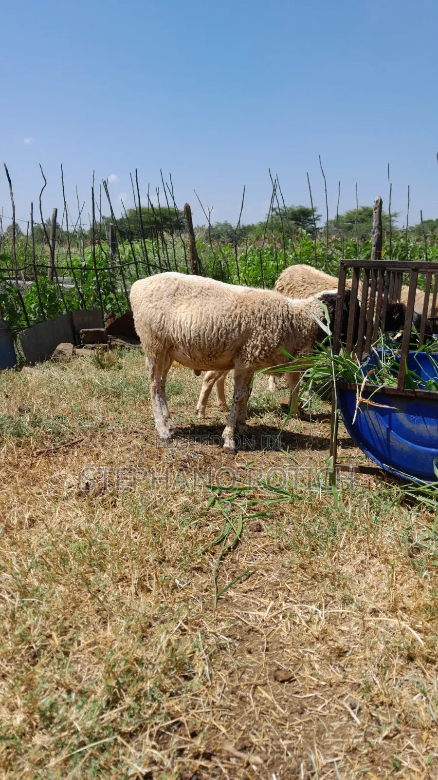 Breeding Ram