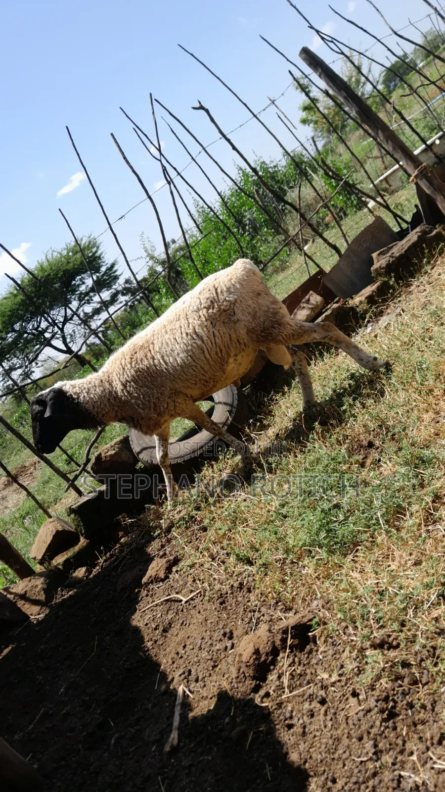 Breeding Ram
