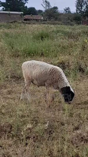 Breeding Ram