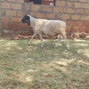 Breeding Ram