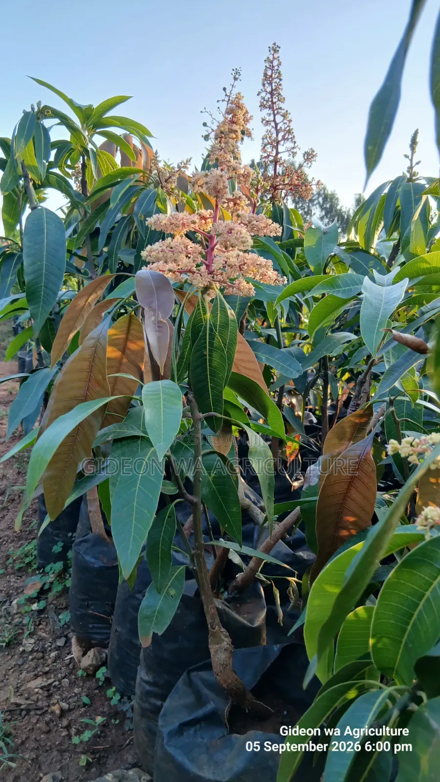 Apple Mangoes Already Flowering Available Seedlings