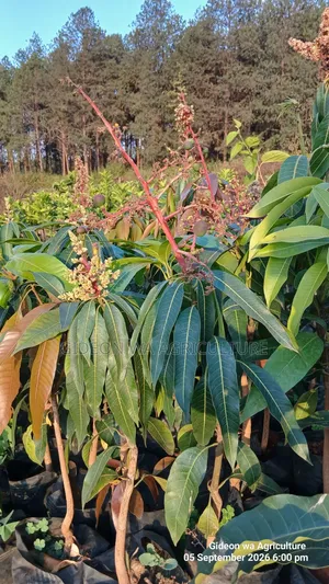 Apple Mangoes Already Flowering Available Seedlings