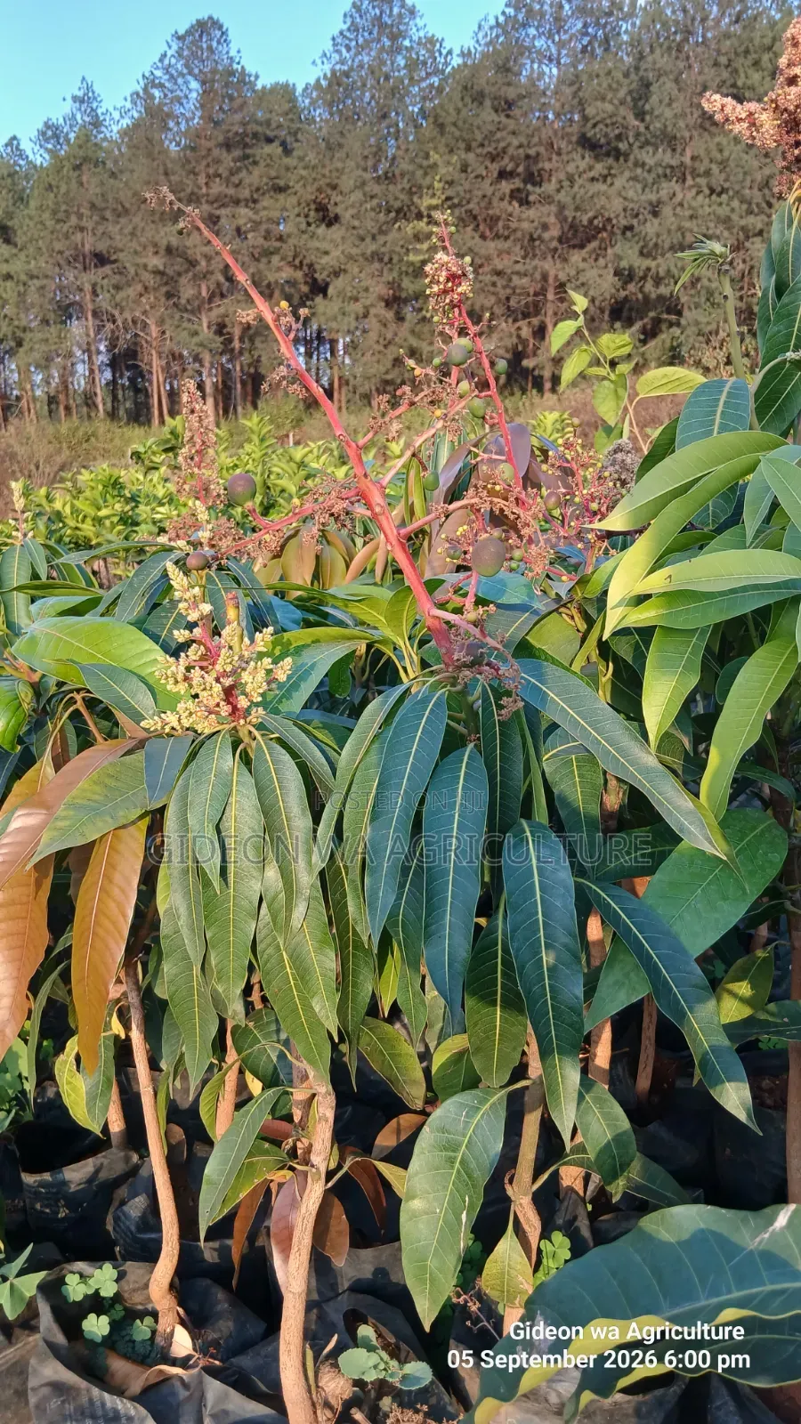 Apple Mangoes Already Flowering Available Seedlings