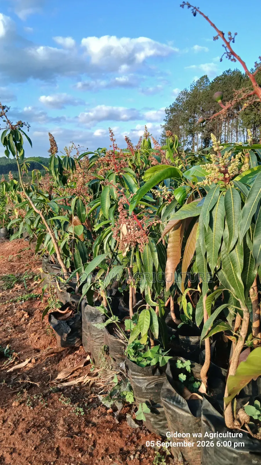 Apple Mangoes Already Flowering Available Seedlings