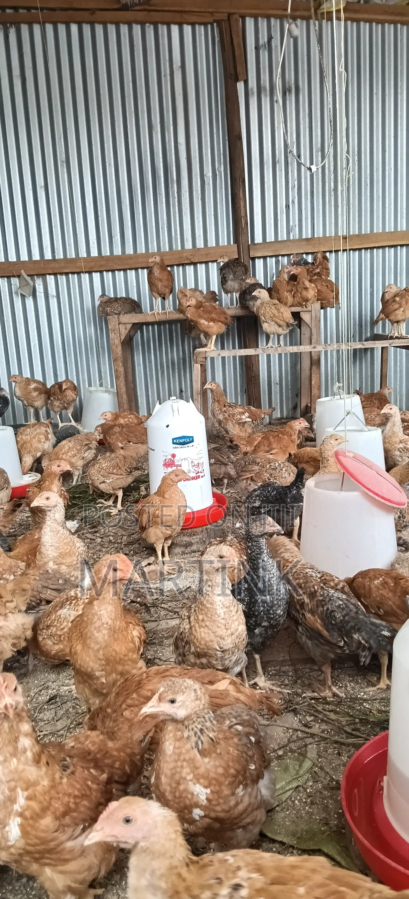 Kienyeji Chickens 2 Months at 420/=