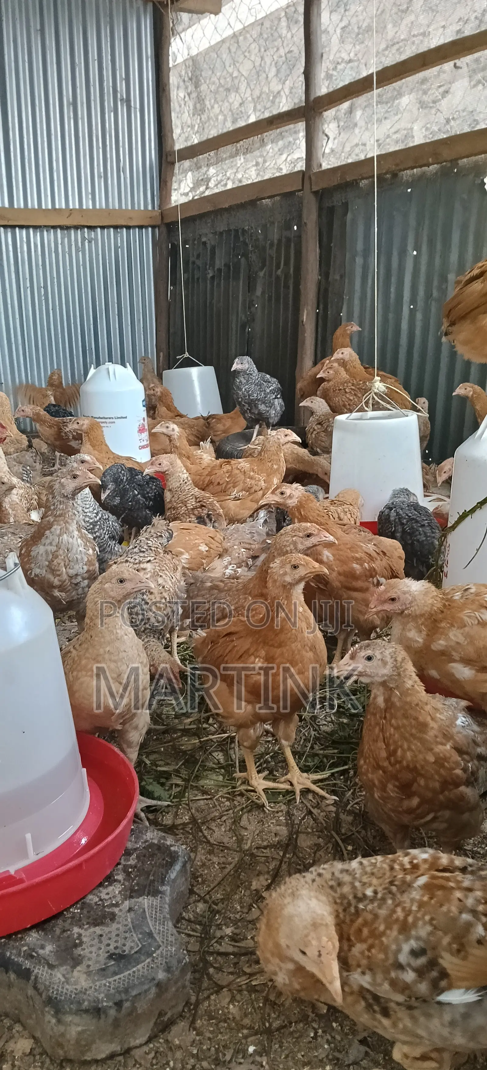 Kienyeji Chickens 2 Months at 420/=