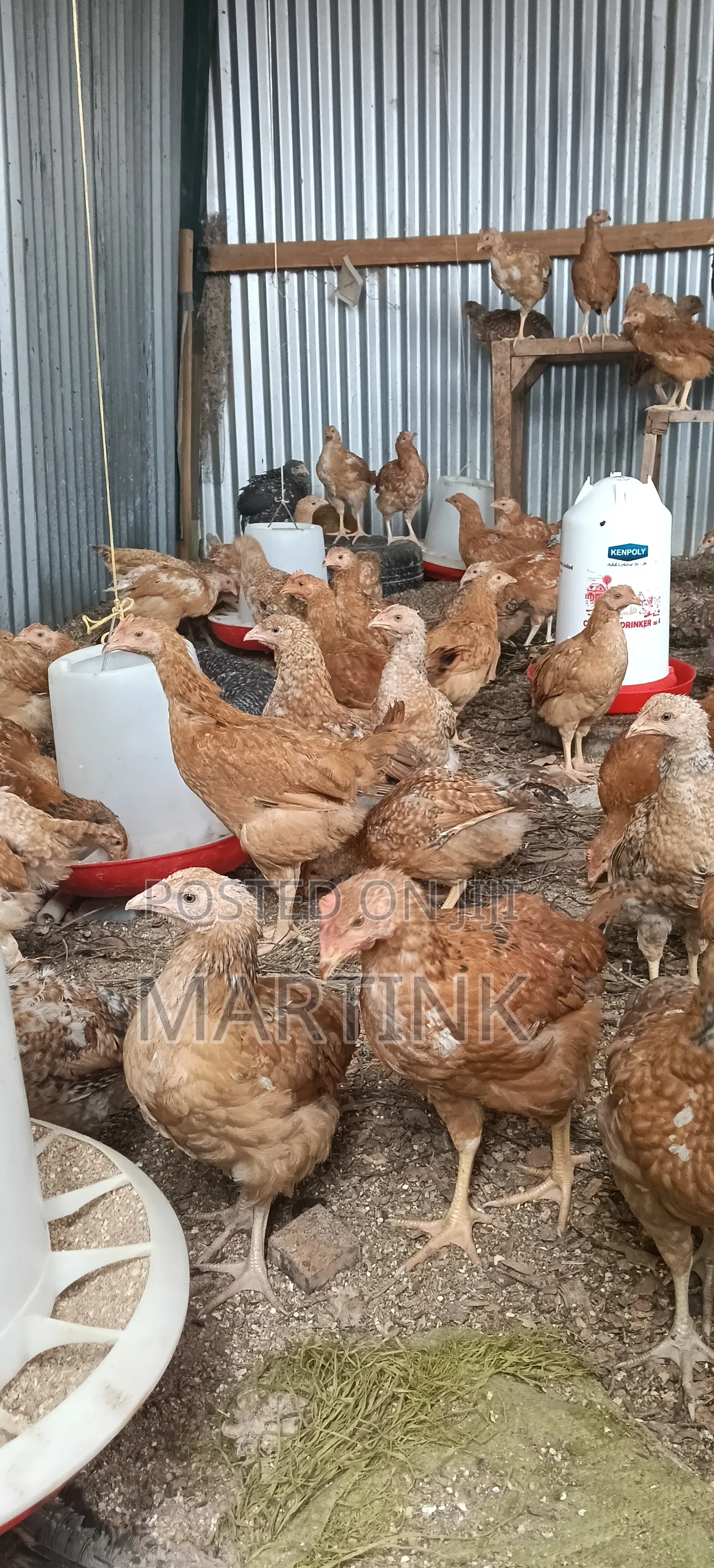 Kienyeji Chickens 2 Months at 420/=