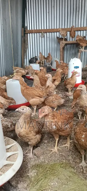 Kienyeji Chickens 2 Months at 420/=