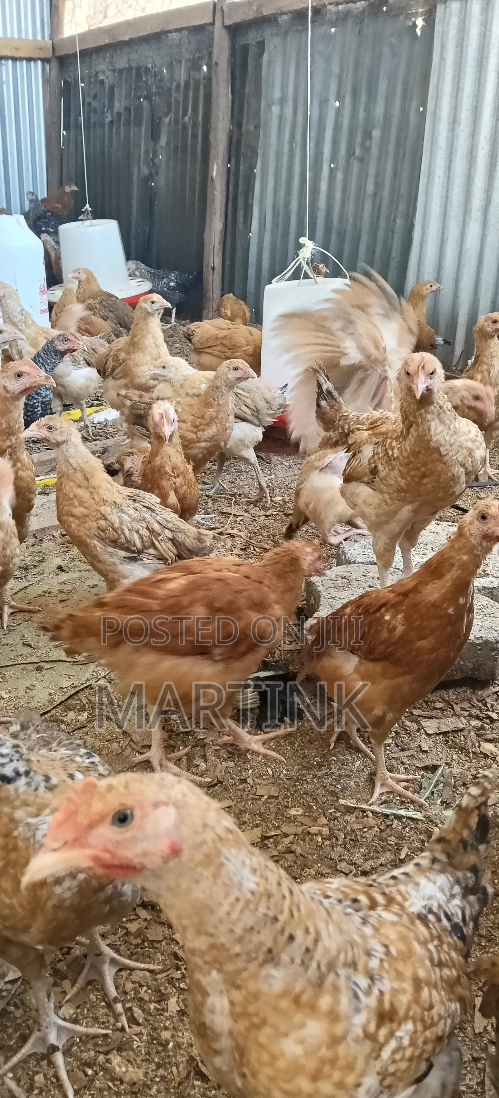 Kienyeji Chickens 2 Months at 420/=