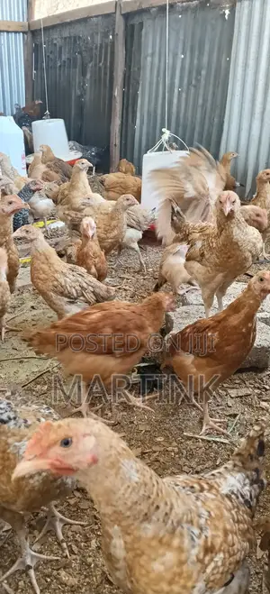 Kienyeji Chickens 2 Months at 420/=