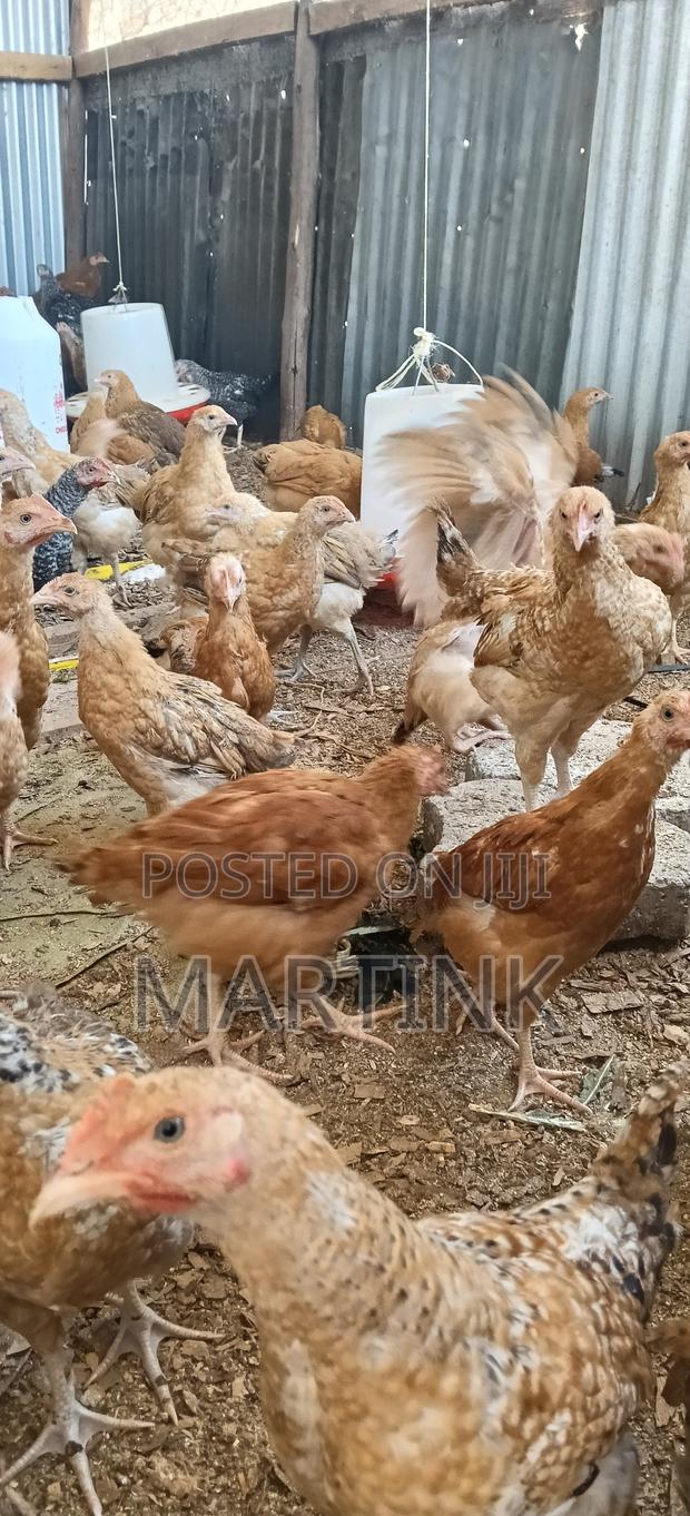 Kienyeji Chickens 2 Months at 420/= - thumbnail 4
