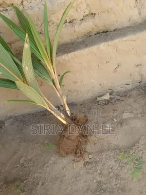 Sselling Dwarf Coconut Seedlings With Maturity of 3yrs